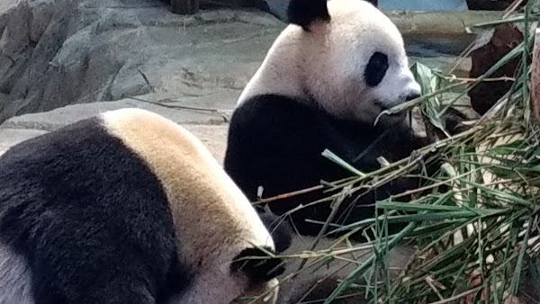 Guangzhou Zoo 4