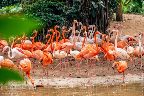 Guangzhou Zoo 3