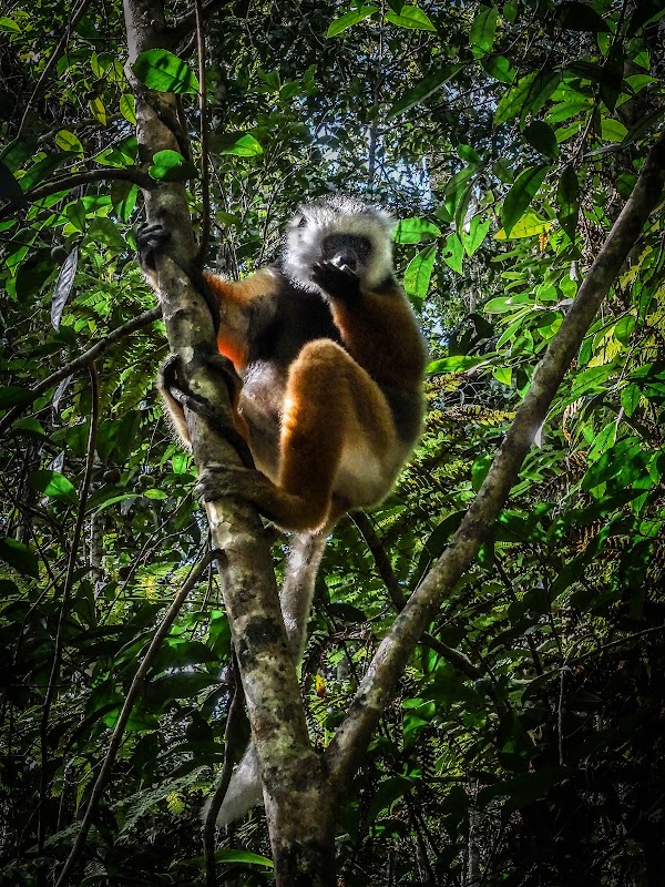 Andasibe-Mantadia National Park 3