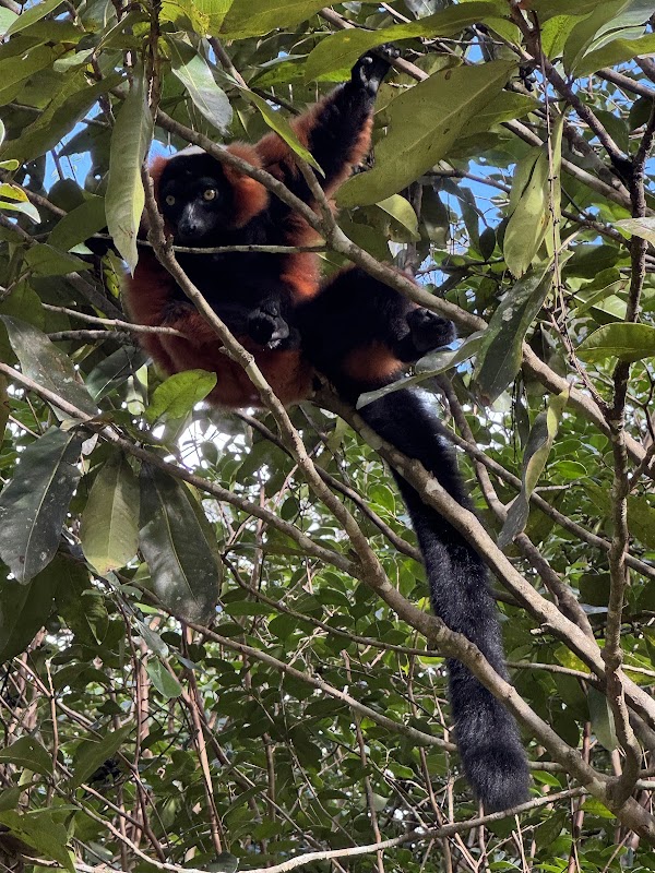 Andasibe-Mantadia National Park 2