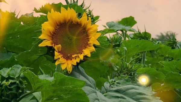 Laura’s Farm Stand 5