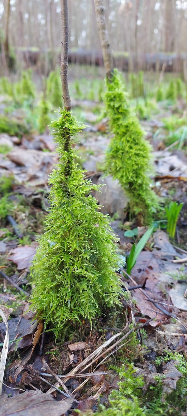 Cringleford Wood