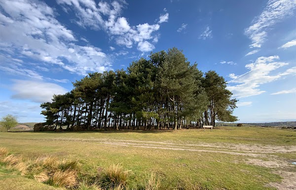 Ashdown Forest
