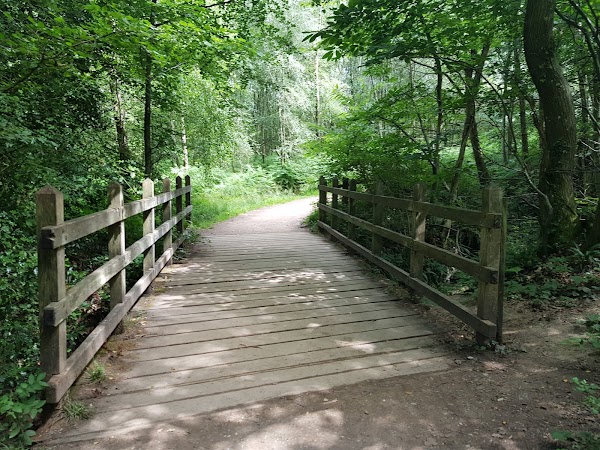 Ashdown Forest 5