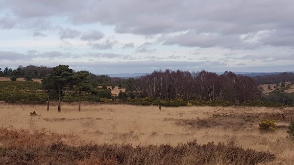 Ashdown Forest 4