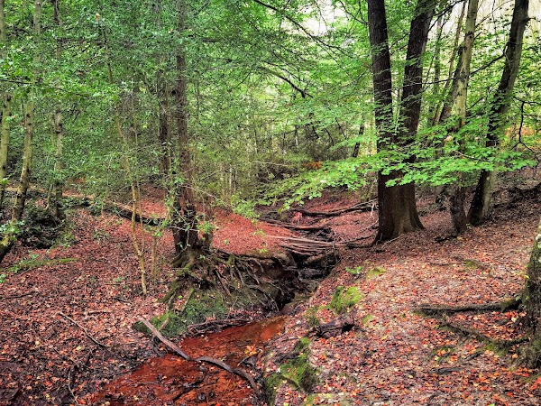 Ashdown Forest 3