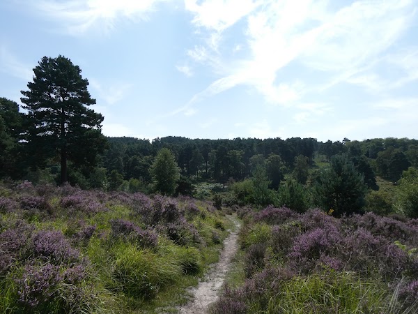 Ashdown Forest 2