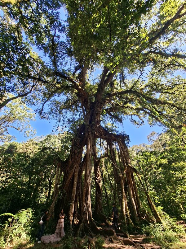 Giant Tree Kebun Raya Bali