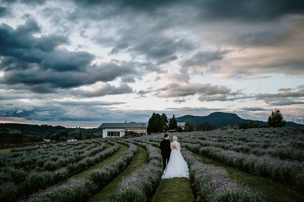 Kooroomba Vineyards and Lavender Farm.