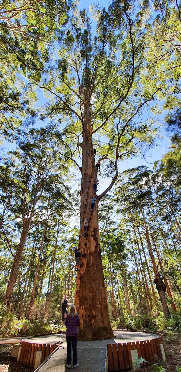 Gloucester Tree