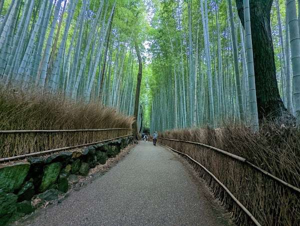 Arashiyama Bamboo Forest