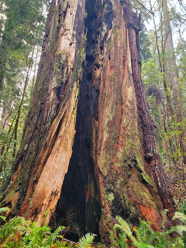 Tall Trees Trail