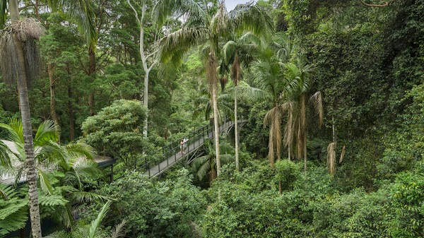 Tamborine Rainforest Skywalk