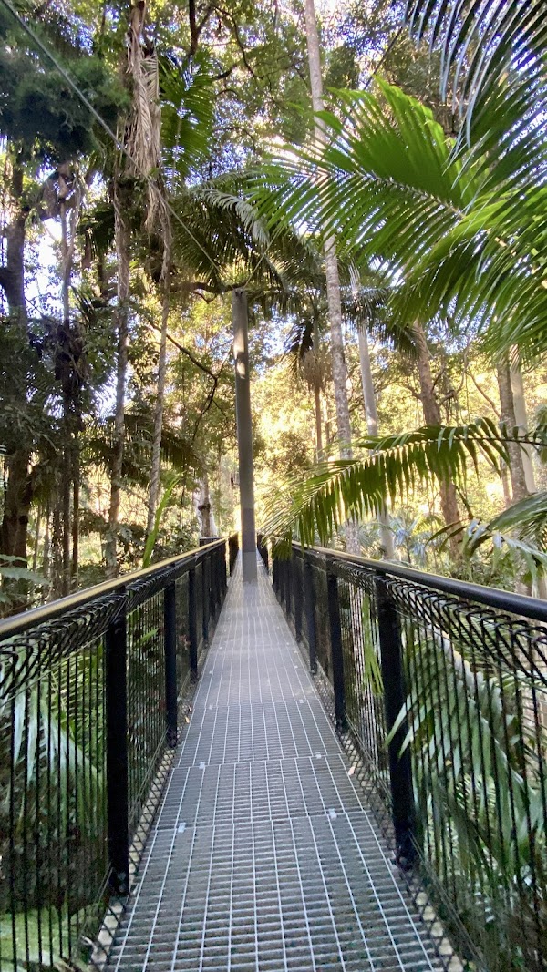 Tamborine Rainforest Skywalk 5