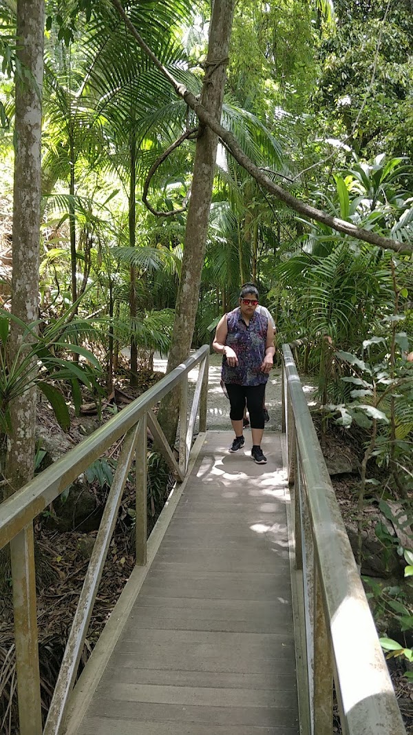 Tamborine Rainforest Skywalk 4