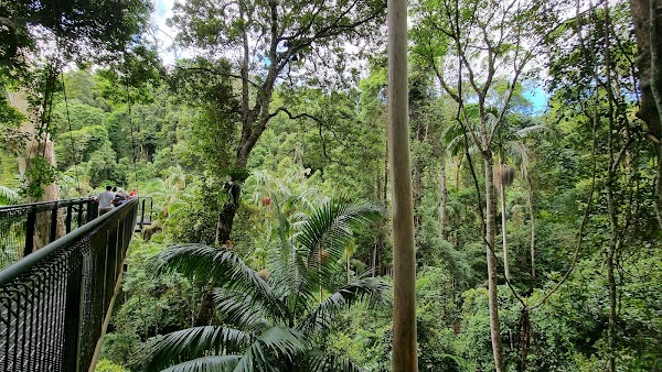 Tamborine Rainforest Skywalk 3