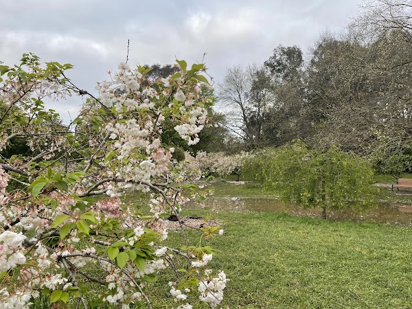 Japanese Cherry Grove of Banksia Park