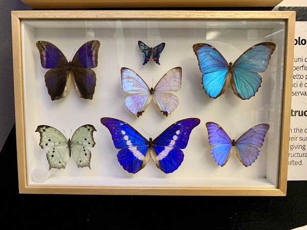 House of Bordano Butterfly 4