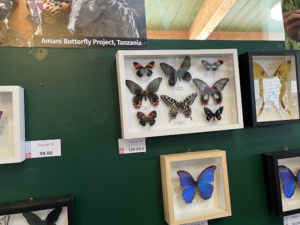 House of Bordano Butterfly 3