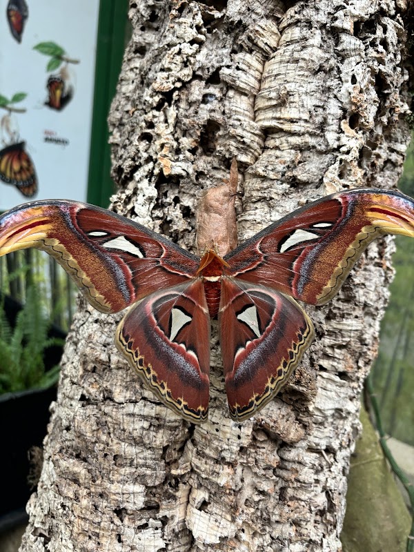 House of Bordano Butterfly 2