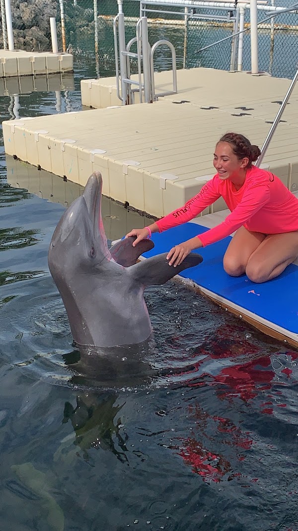 Dolphins Plus Bayside