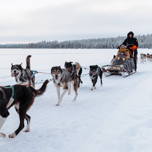 Bearhill Husky