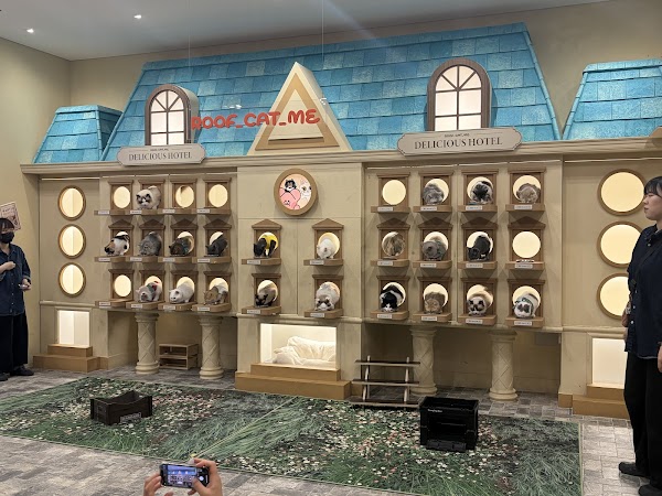 Roofcatme cat cafe myeongdong 2