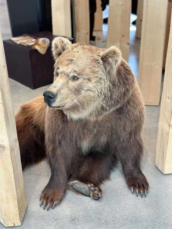 Natural History Museum St. Gallen 3