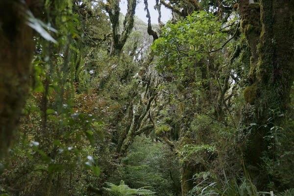 Kamahi Loop Track 5