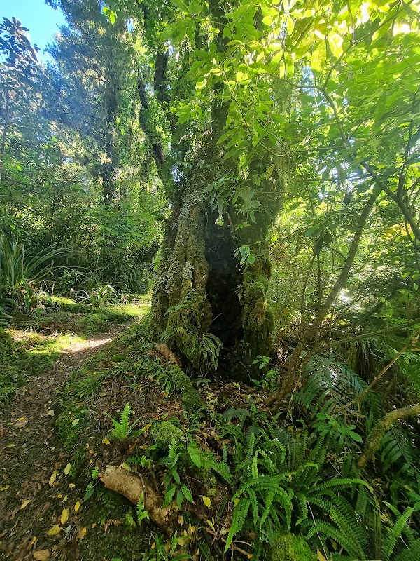 Kamahi Loop Track 2