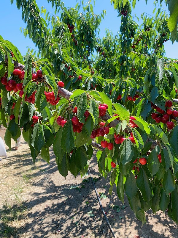 Cherry Time 5