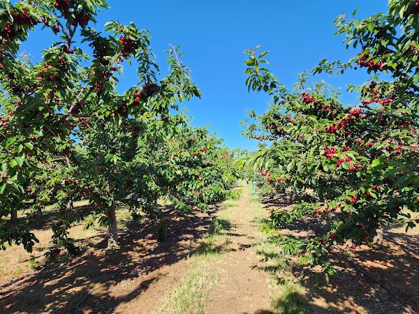 Cherry Time 3