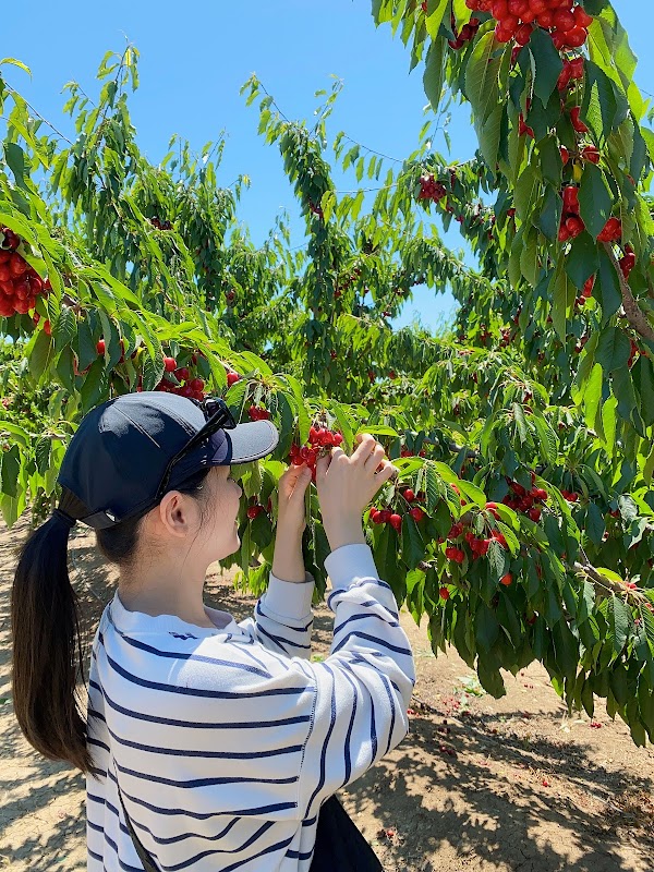 Cherry Time 2