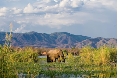 Lower Zambezi National Park