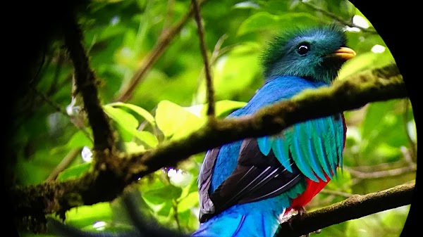 100% Aventura Puentes Colgantes Monteverde