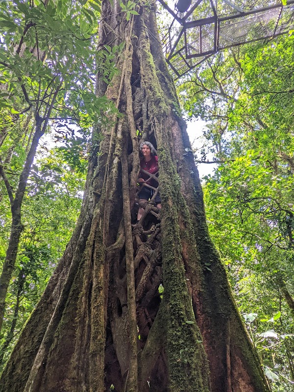 100% Aventura Puentes Colgantes Monteverde 4