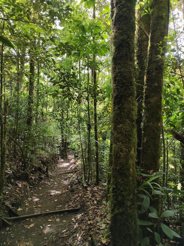 100% Aventura Puentes Colgantes Monteverde 2