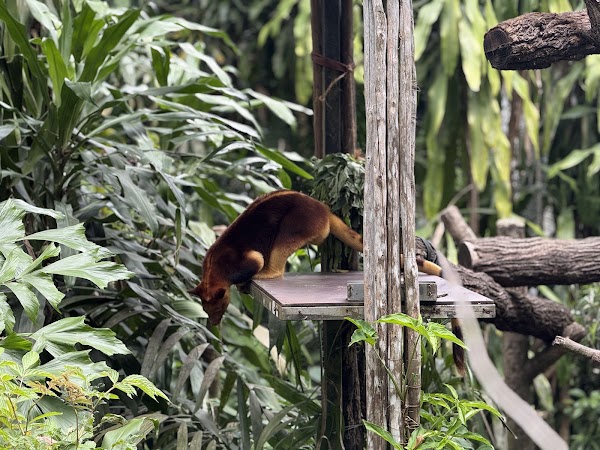 Mandai Wildlife Reserve 3