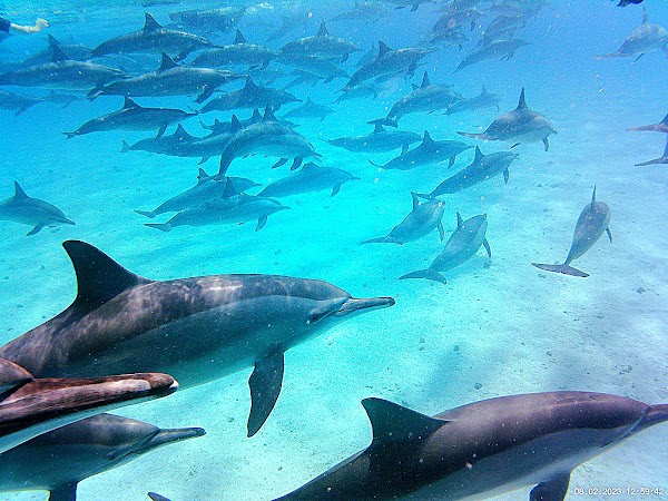 Sataya Dolphin House Reef South