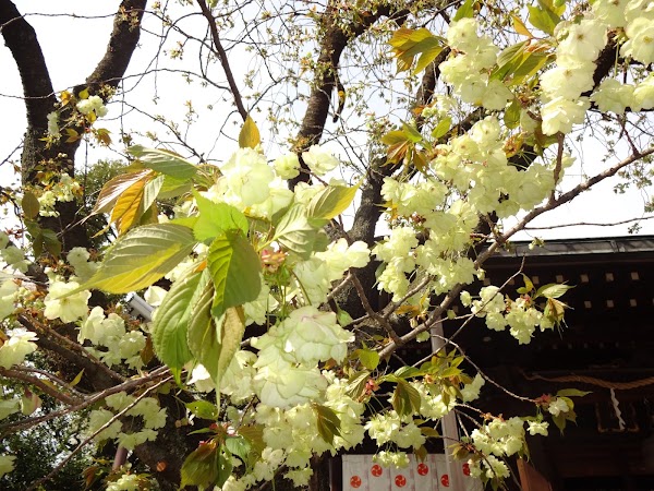 Nanasha Shrine 1
