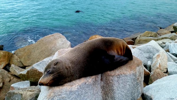 Narooma 5