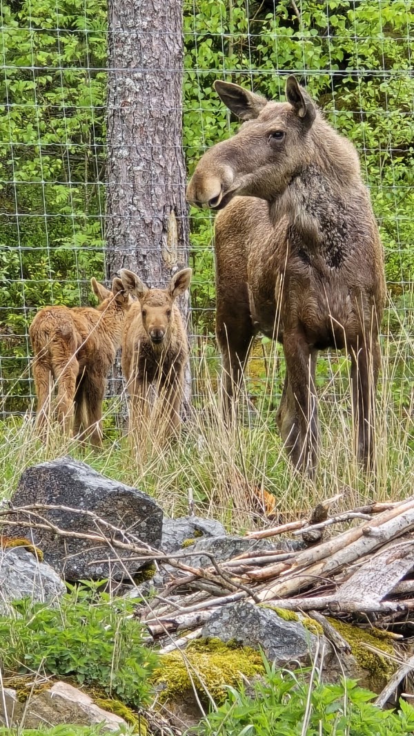 Gårdsjö Älgpark i Heby AB