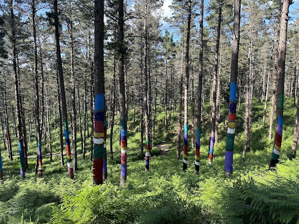Nuevo Bosque De Oma 5