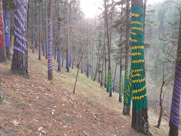 Nuevo Bosque De Oma 4