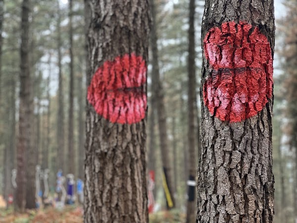 Nuevo Bosque De Oma 3