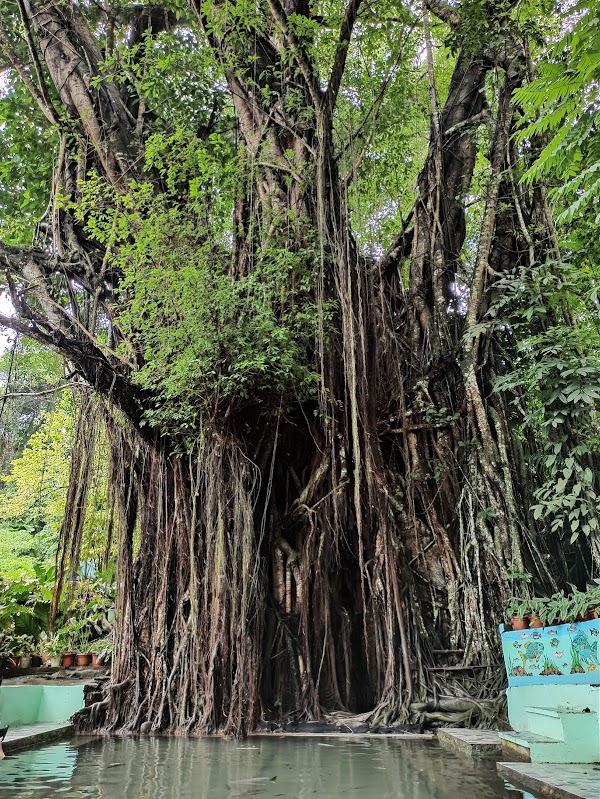 Old Enchanted Balete Tree 1