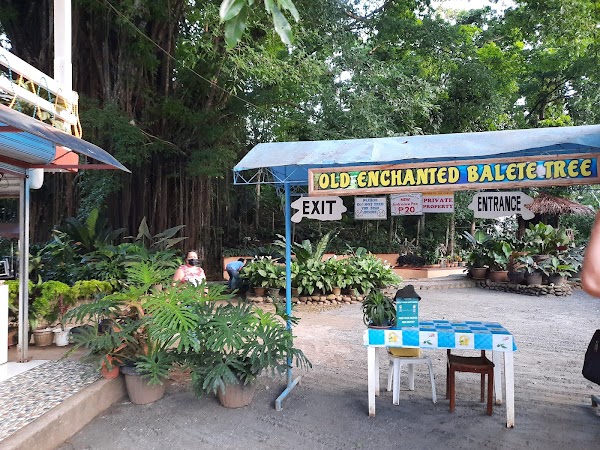 Old Enchanted Balete Tree 2