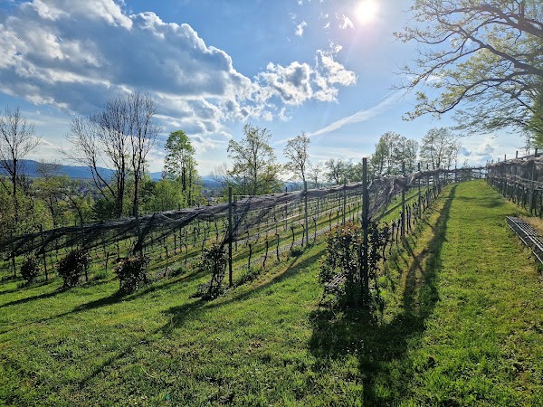 Grajski vinograd - Castle Vineyard 1