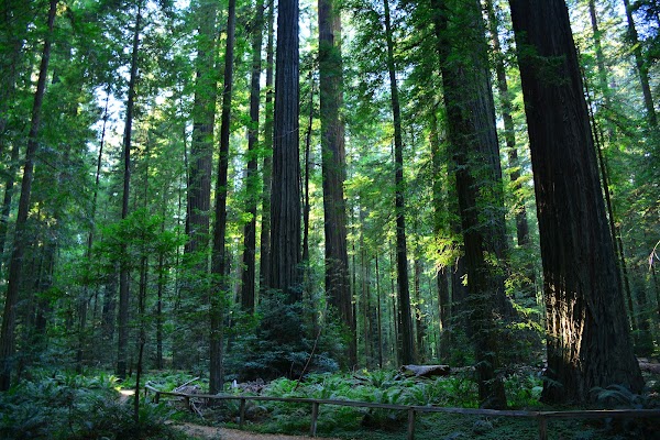 Humboldt Redwoods State Park