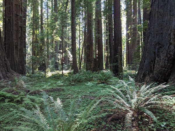 Humboldt Redwoods State Park 5